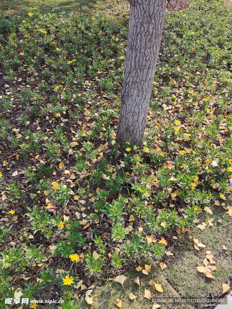 树下繁花与落叶的景致