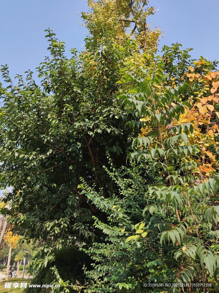 秋日繁茂绿植景观