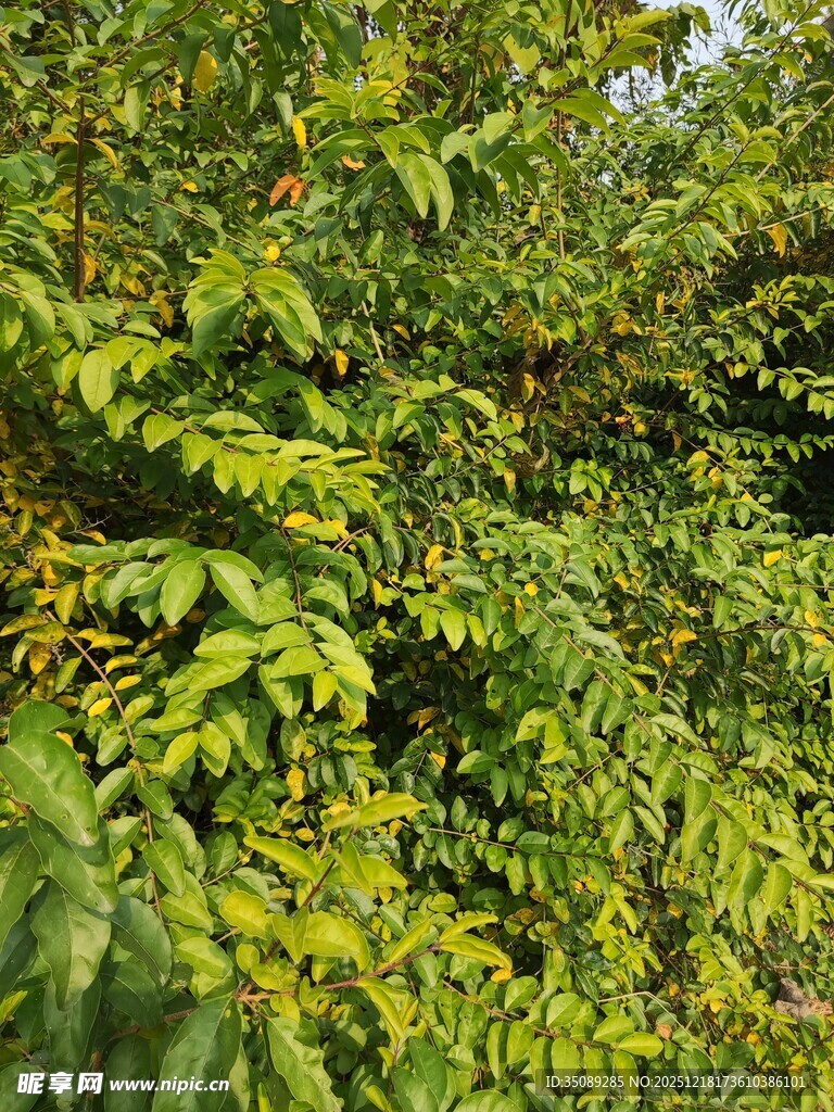 繁茂绿植展现自然生机