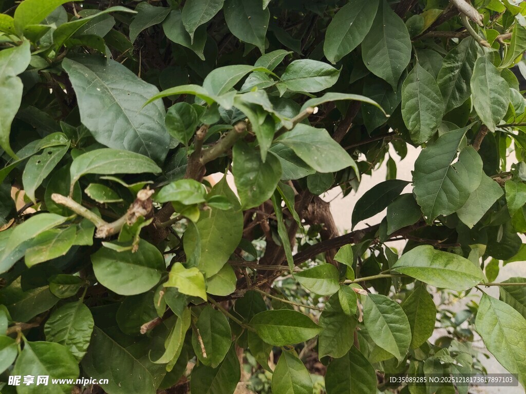 绿叶丛中的紫色果实