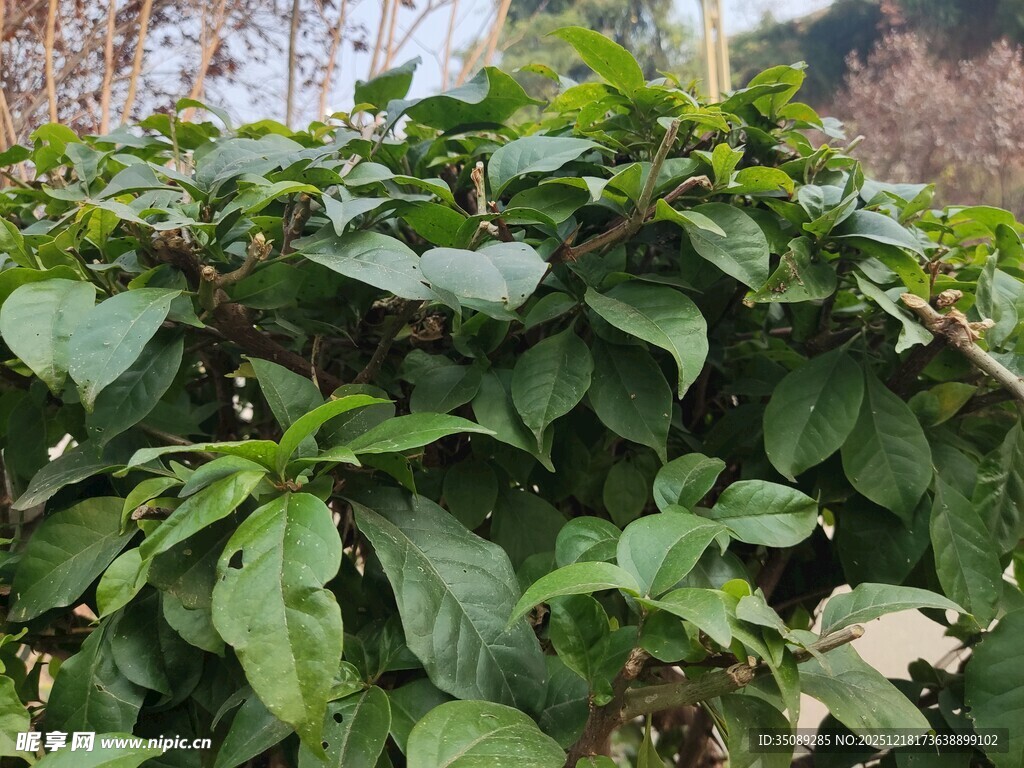 绿叶繁茂的植物景观