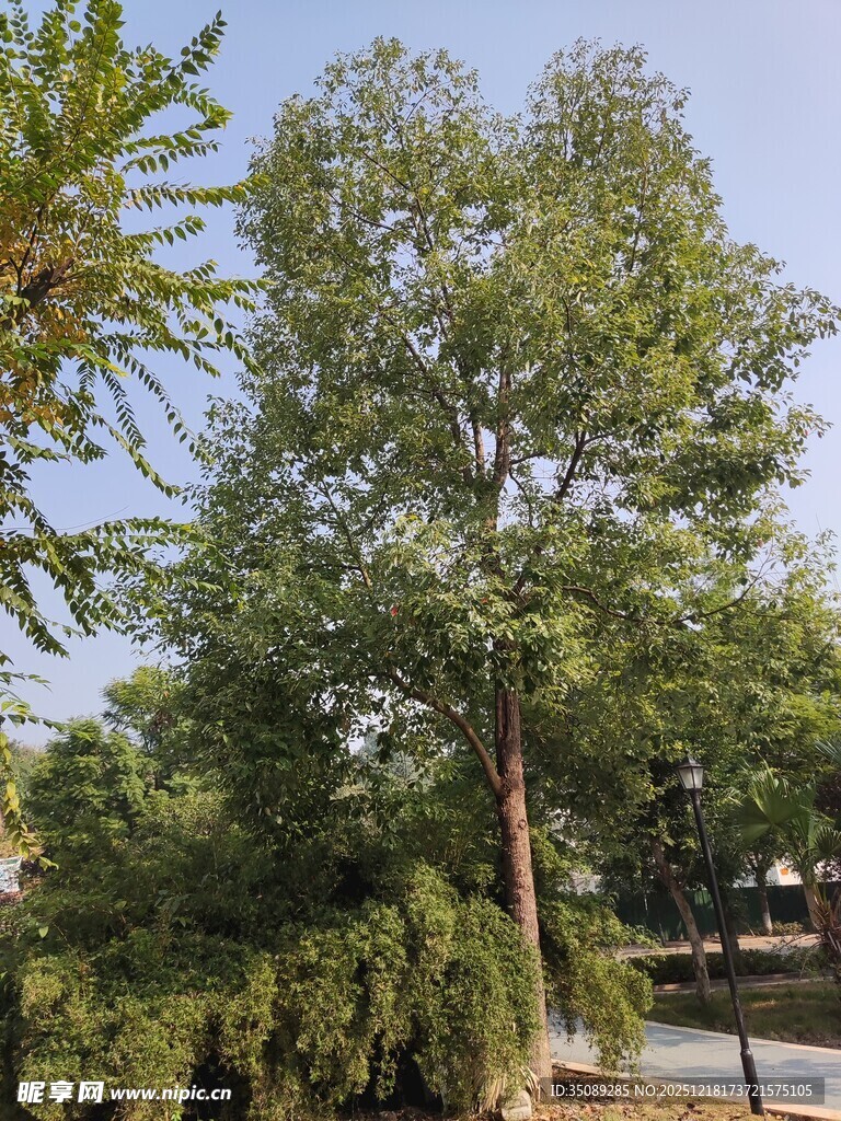 高大挺拔的绿树景观