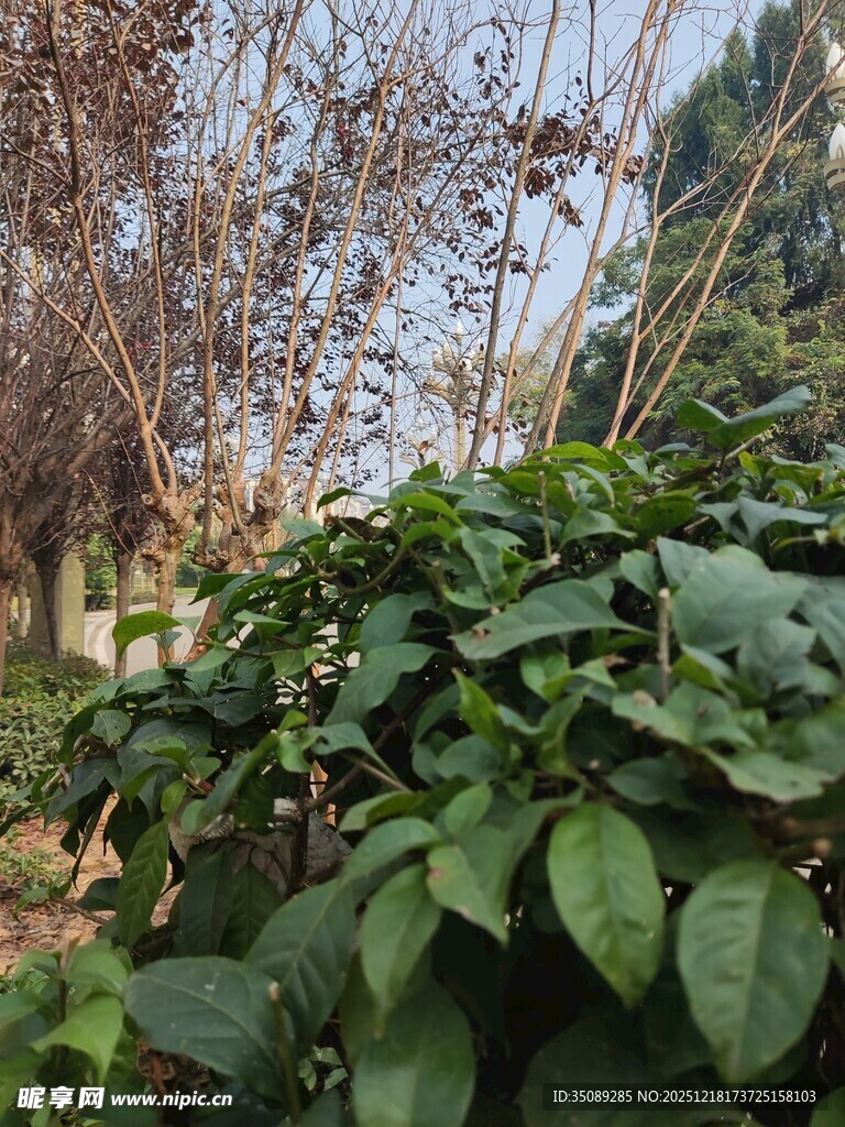 绿叶繁茂的户外植物景观