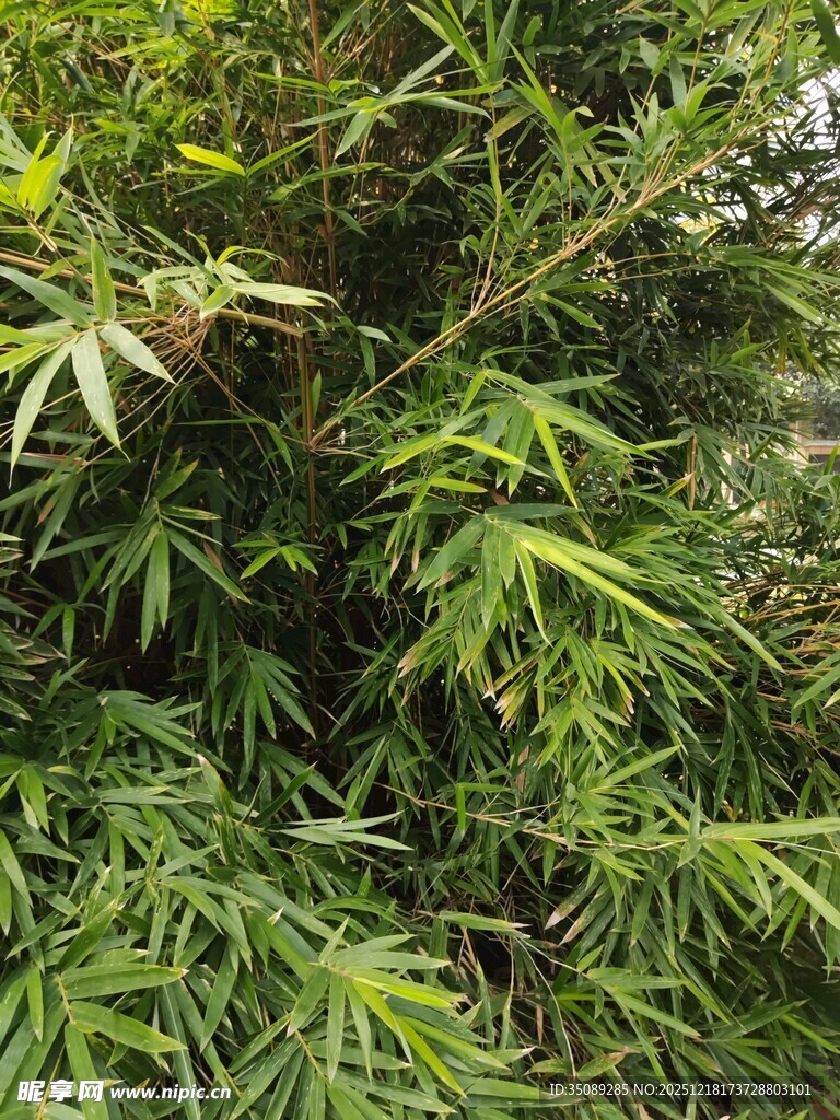 茂密绿植景观