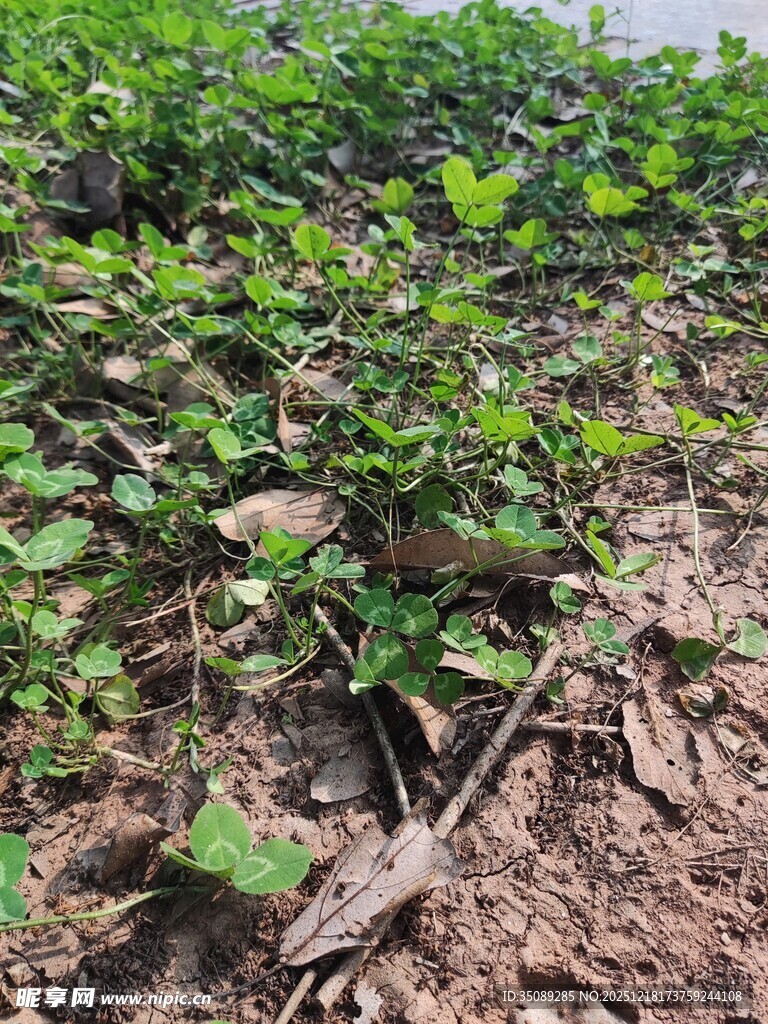 农田中的绿色植物景象
