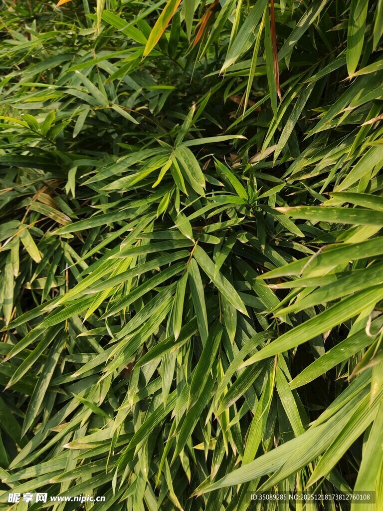 翠绿竹叶特写
