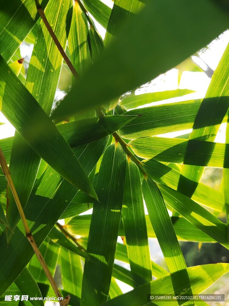 阳光下的翠绿竹叶