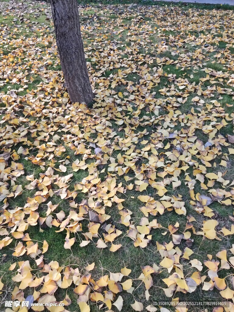 银杏落叶铺满地的美景