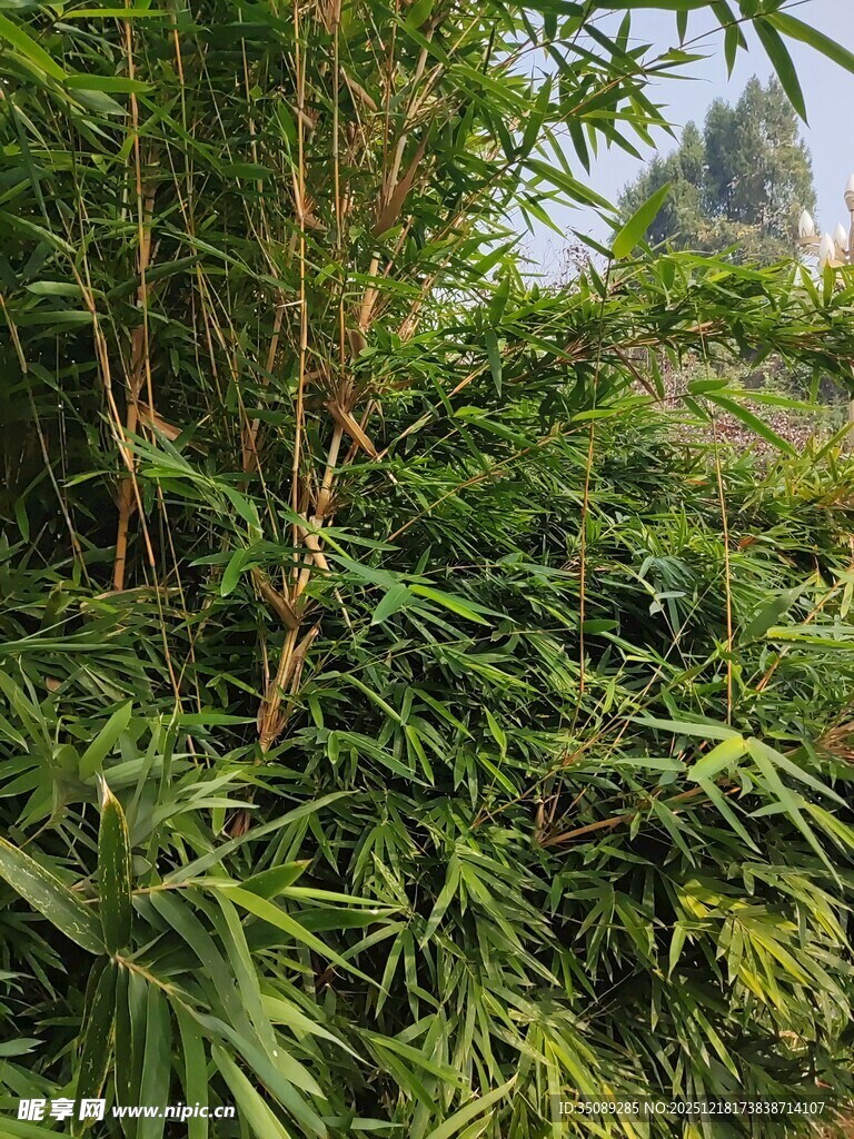翠绿竹林中的繁茂植物