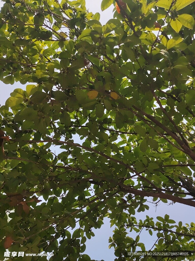 仰视繁茂绿叶树冠