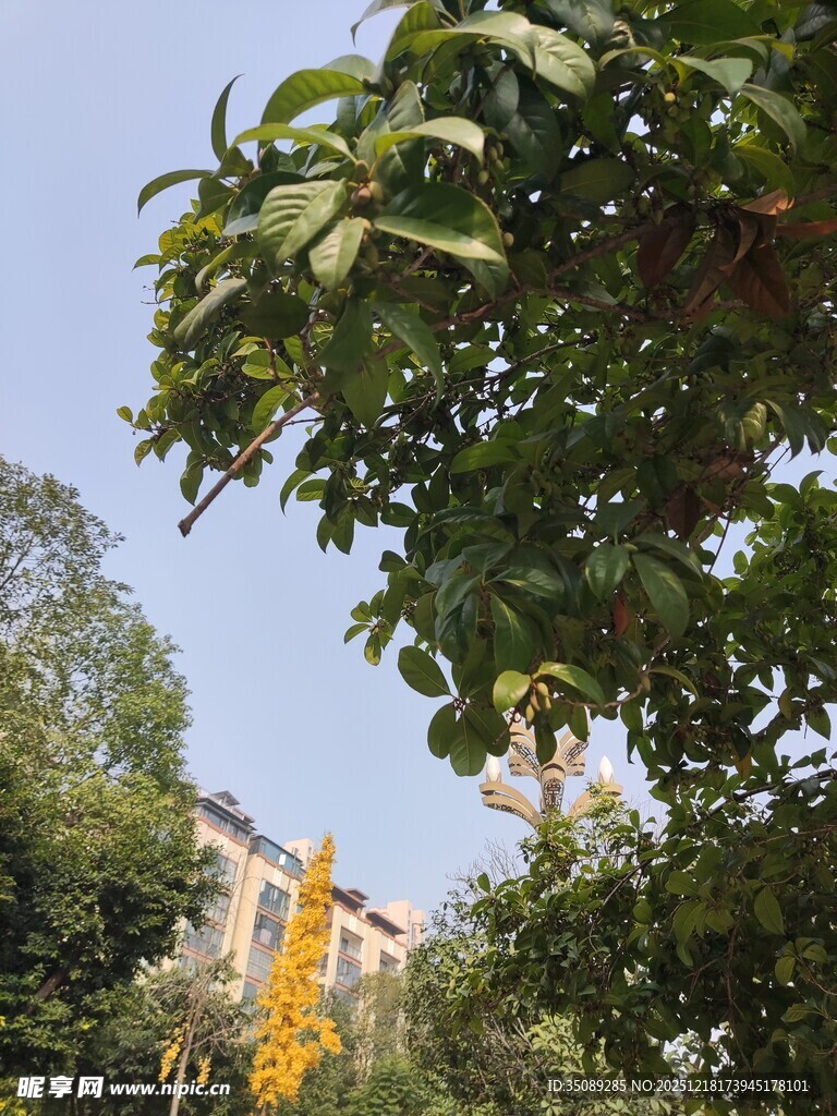 绿树掩映中的建筑一角