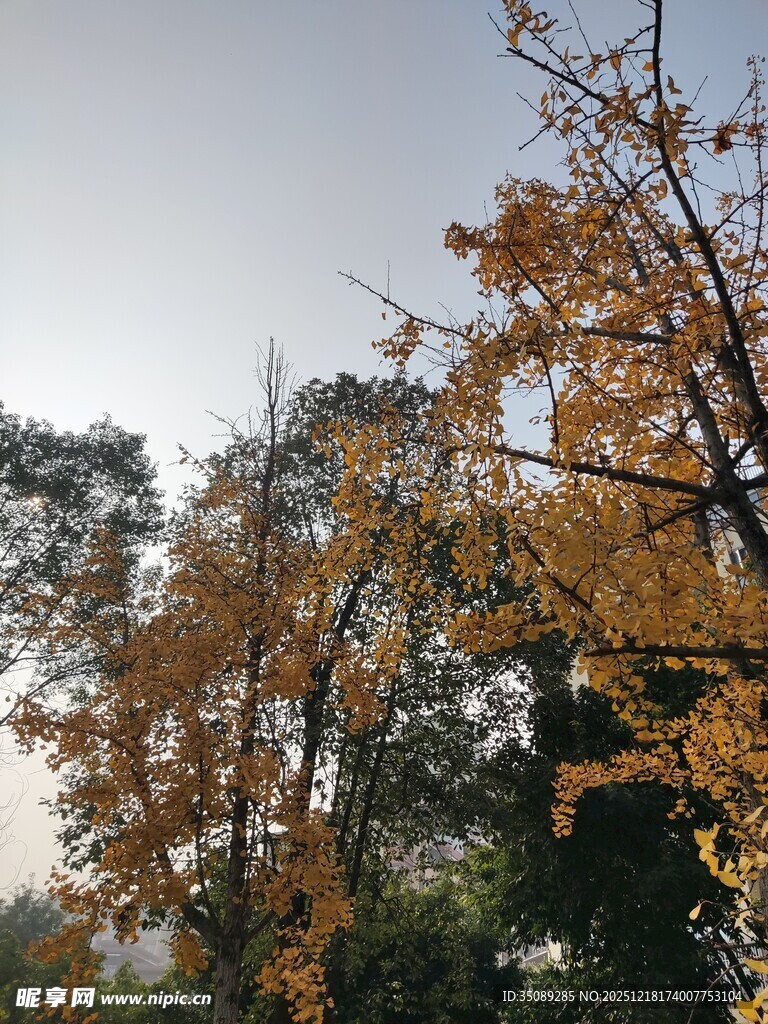 秋日金黄银杏树枝景