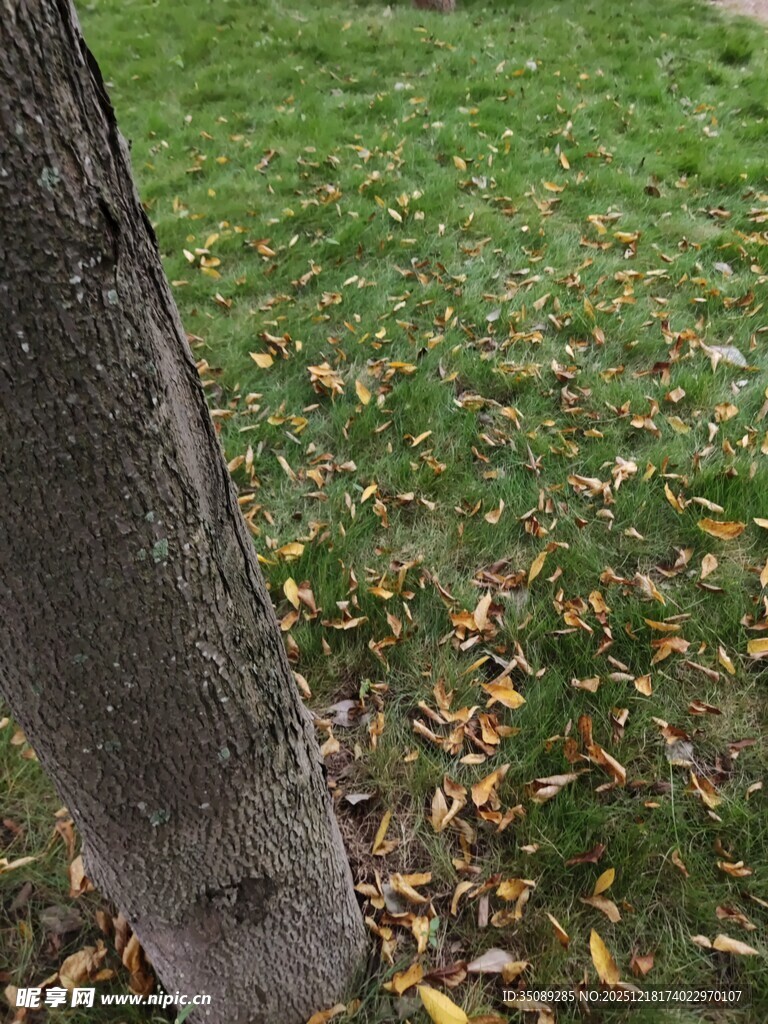 树干下的草地与落叶