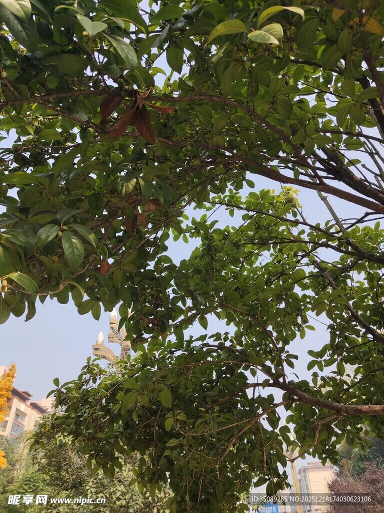 枝叶繁茂的绿树景观