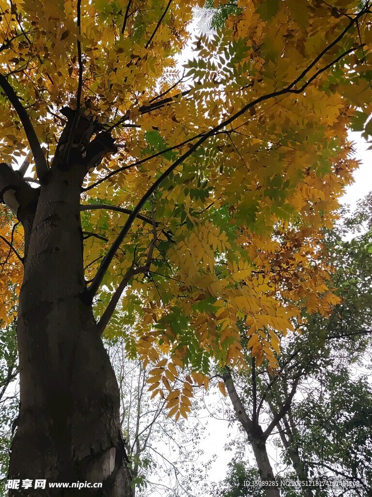 秋日大树的斑斓树冠