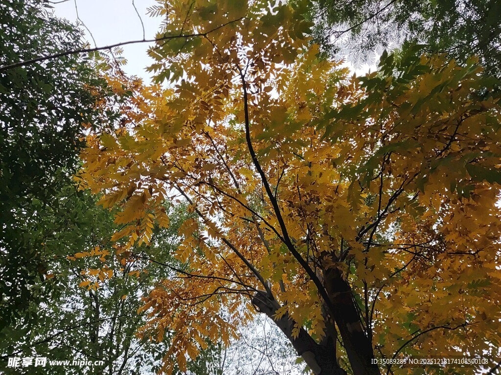 秋日金黄树叶的树木景观