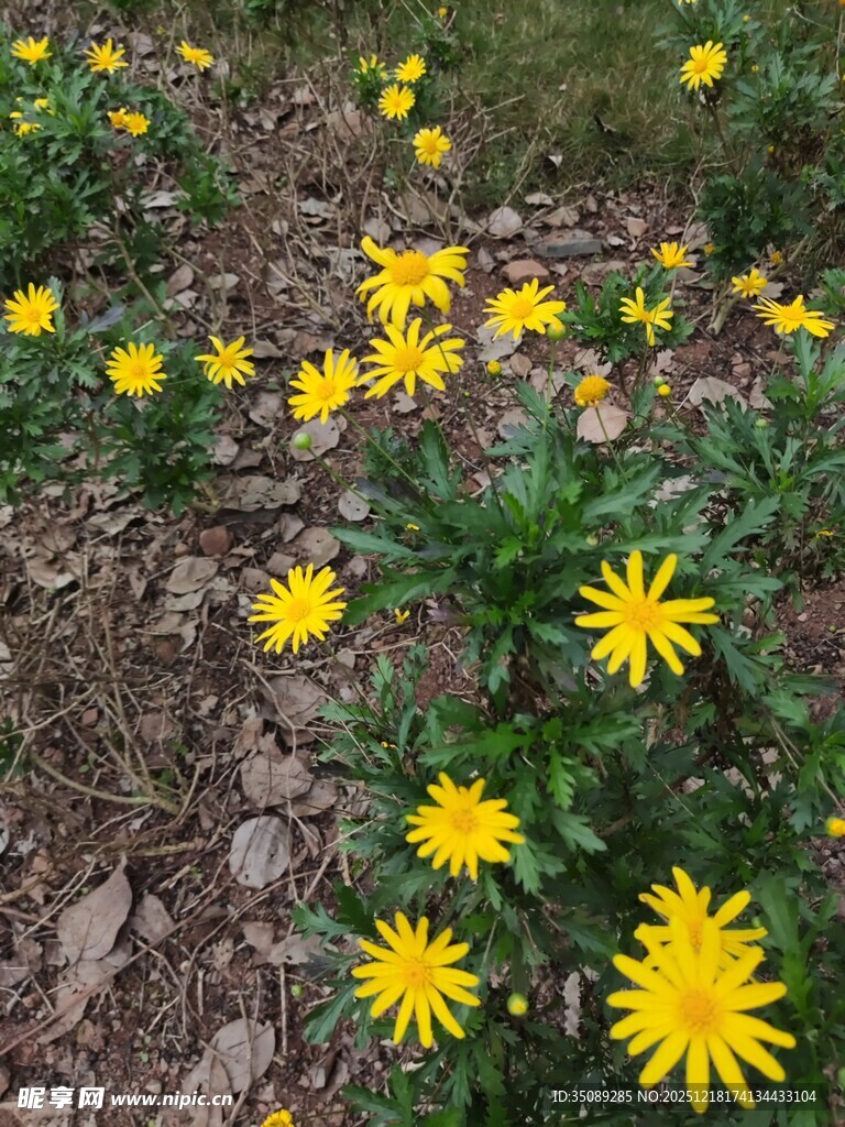 田野中的灿烂黄色小花