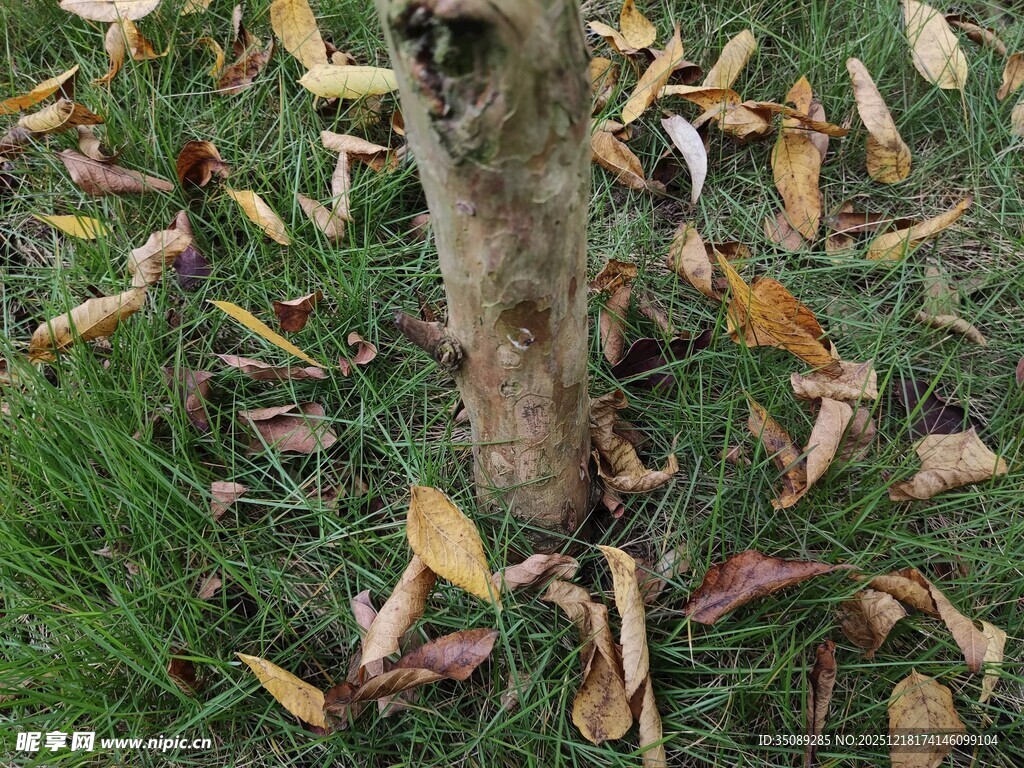 树干旁的落叶景象