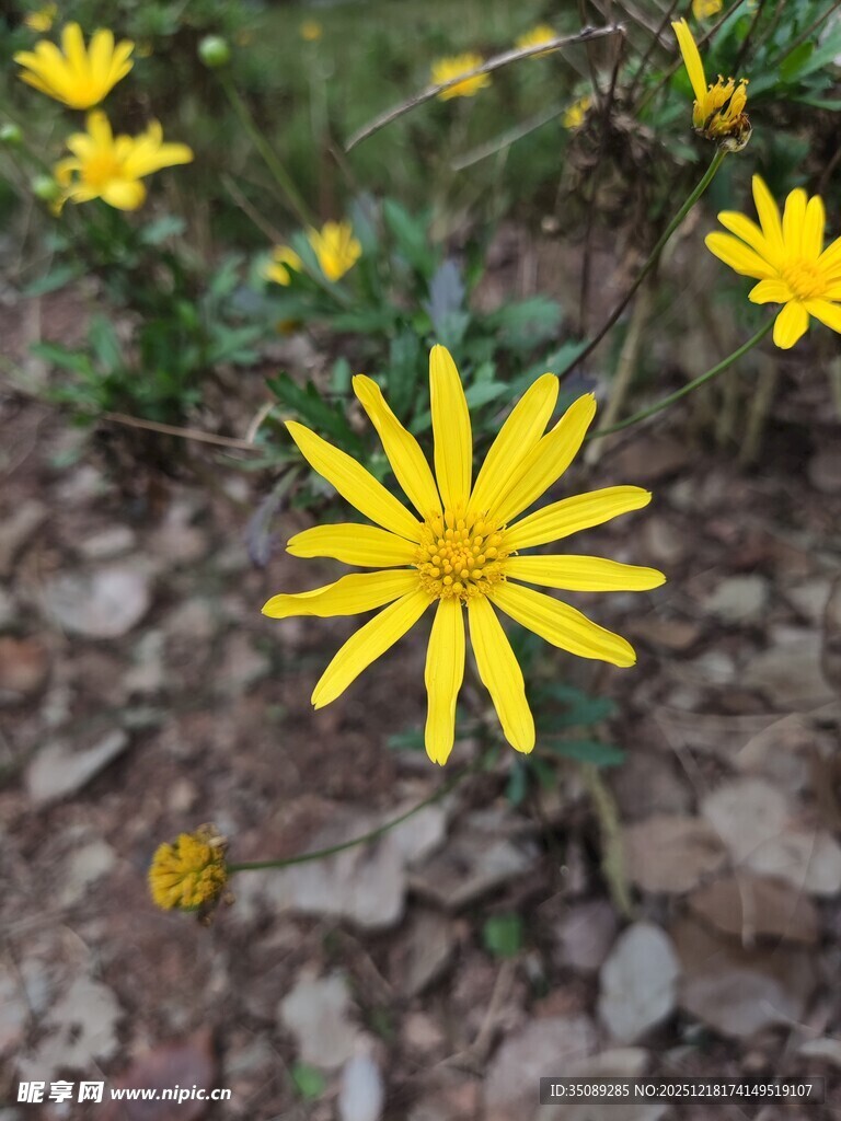 黄色小花绽放于土地间