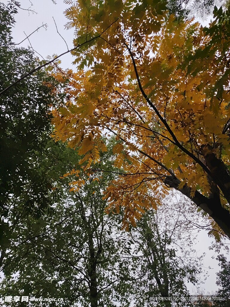 秋日林间斑斓树冠景色