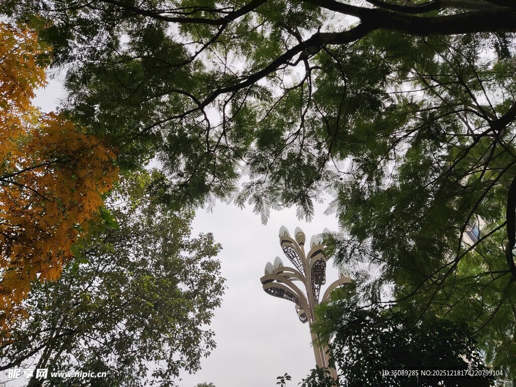 仰视繁茂树木枝叶