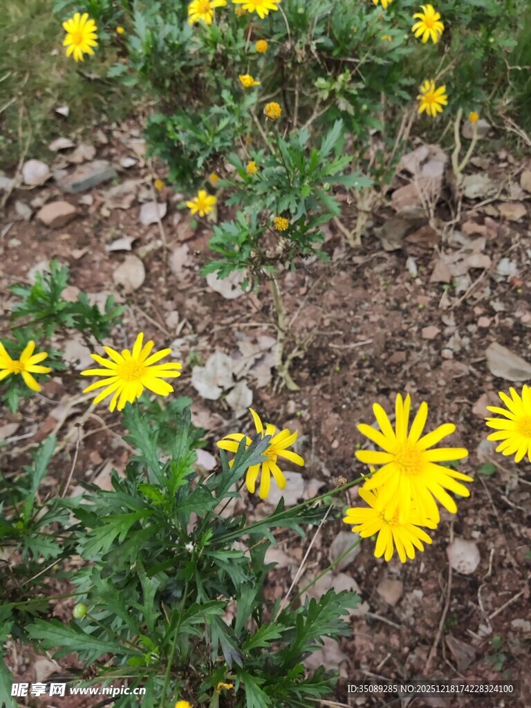 黄色小花绽放于碎石间