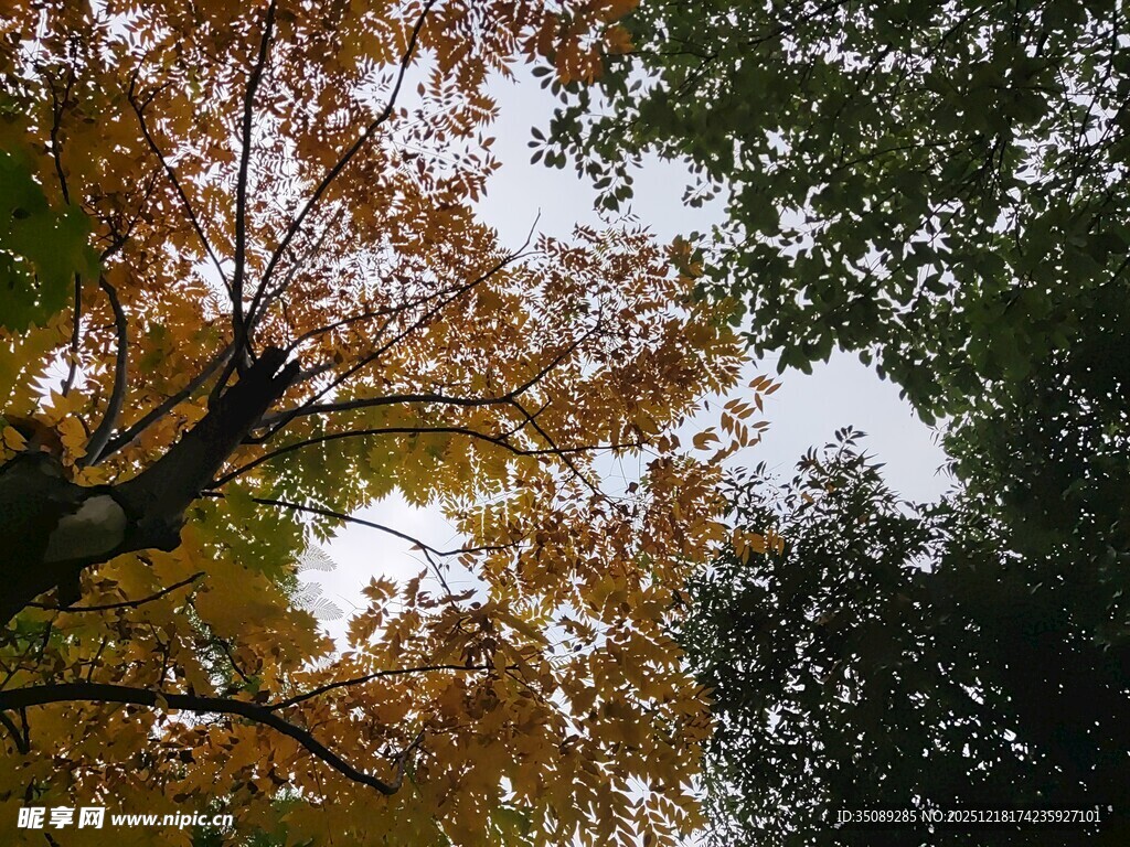 秋日树梢间的斑驳天空