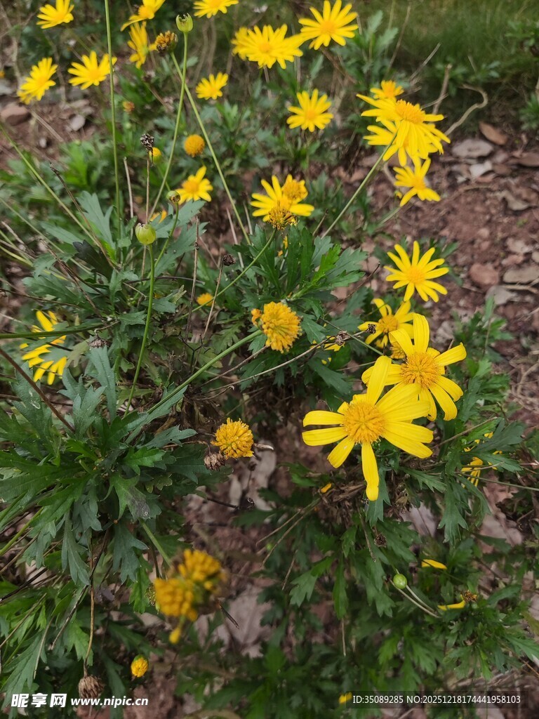 黄色小花绽放于草地