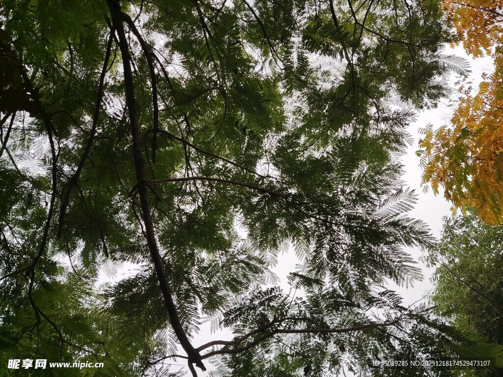 仰视茂密翠绿的树木枝叶