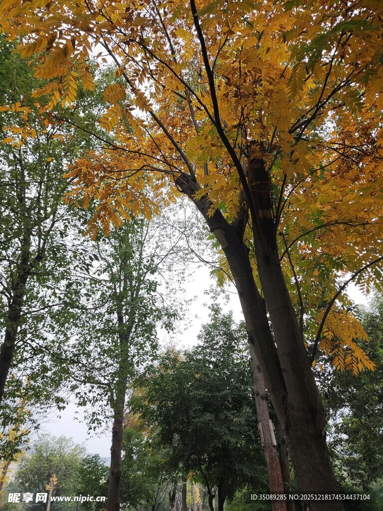 秋日金黄树木风景图