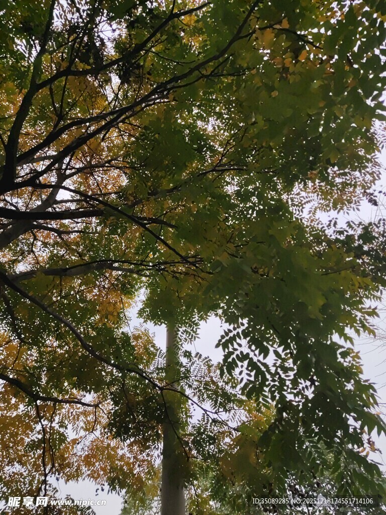 秋日林间枝叶繁茂景象