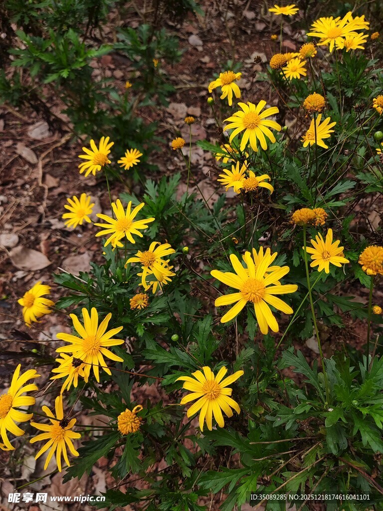 黄色小花绽放于地面