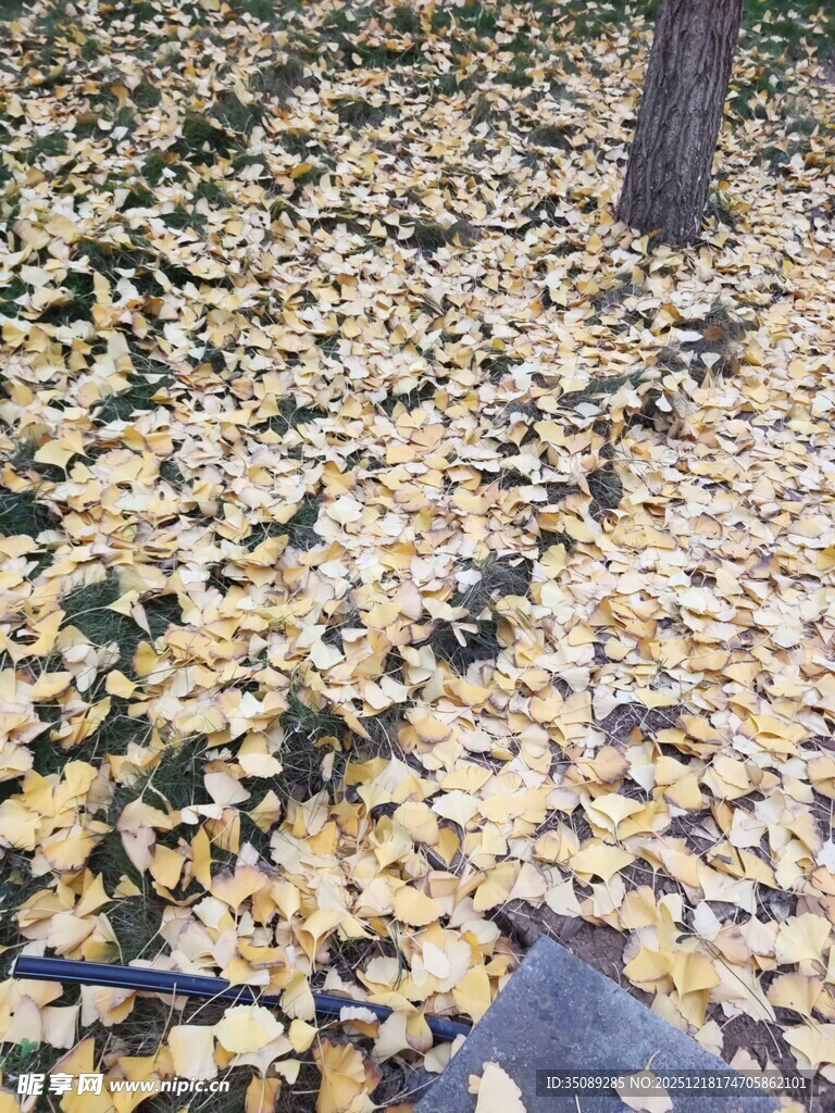 银杏落叶铺就秋日美景