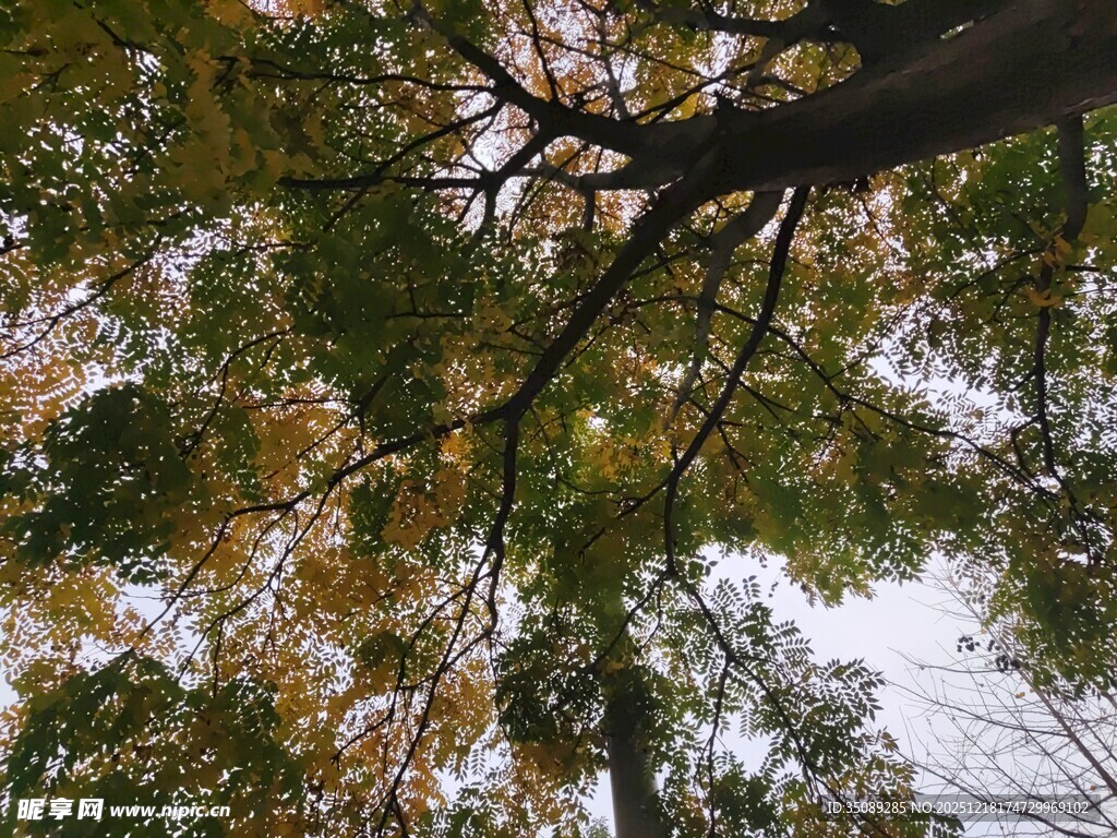 仰视繁茂树枝与斑驳光影