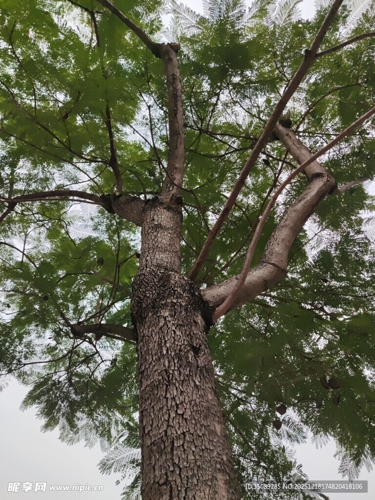 高大挺拔的茂盛树木