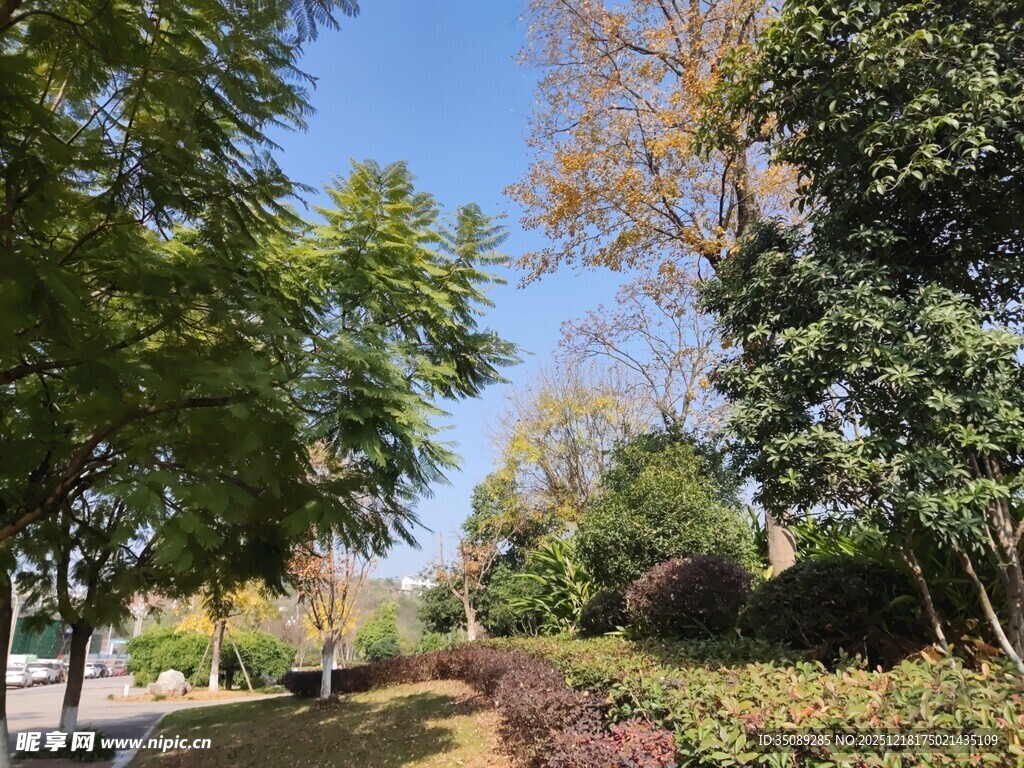 秋日林荫小道美景