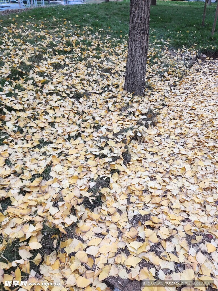 树下金黄银杏叶的秋景