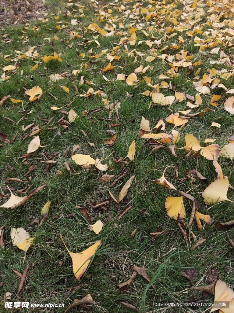 秋日草地落满银杏黄叶