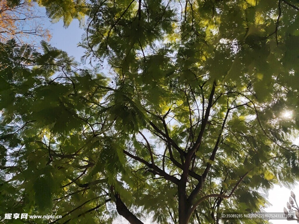 阳光透过树叶的美好景象