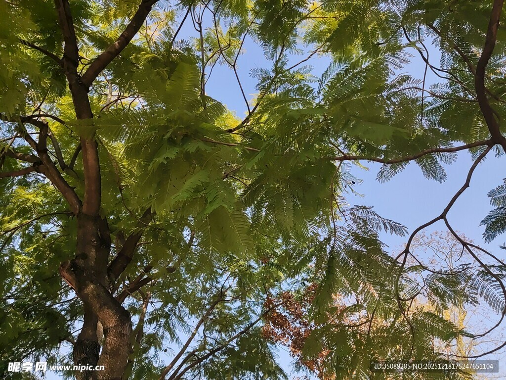 繁茂绿树与蓝天交织画面