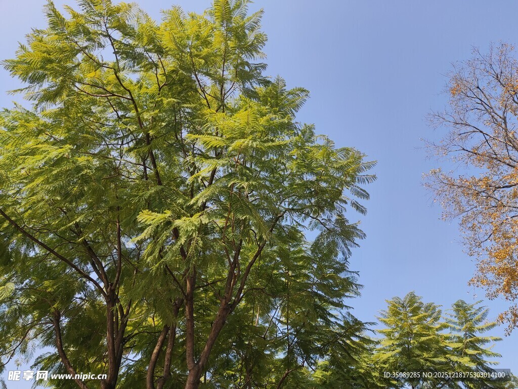 蓝天映衬下的葱郁树木