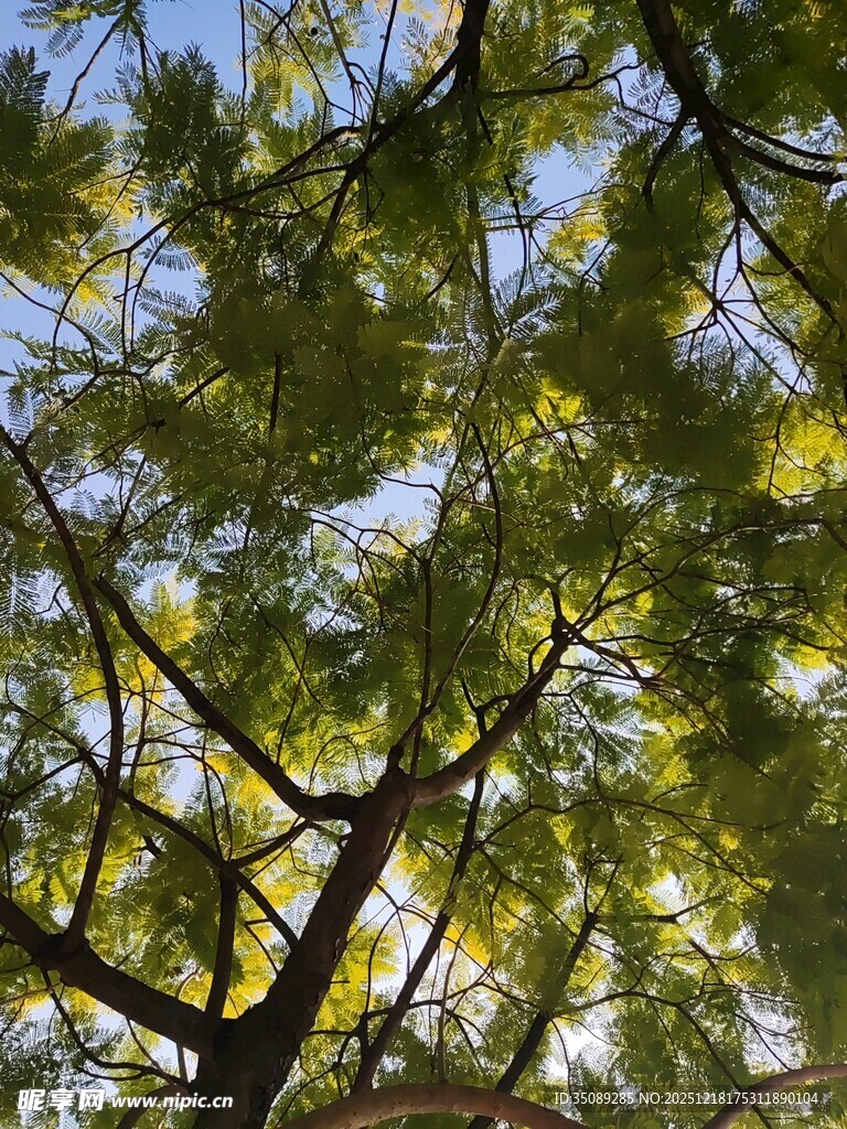 阳光下的繁茂树枝树叶