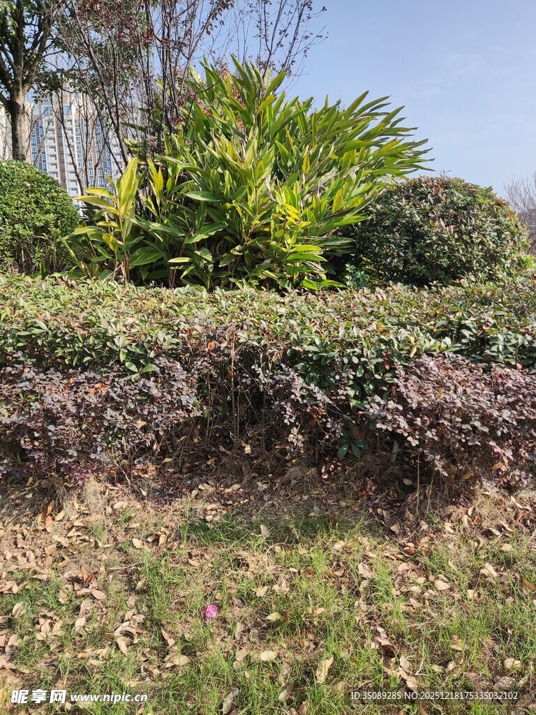 户外多彩植物景观