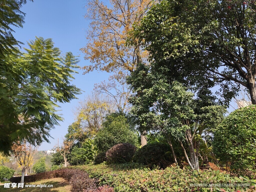 林间小道秋日绿意景致