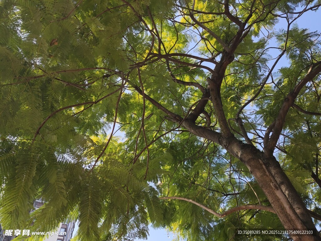 仰视葱郁树冠美景