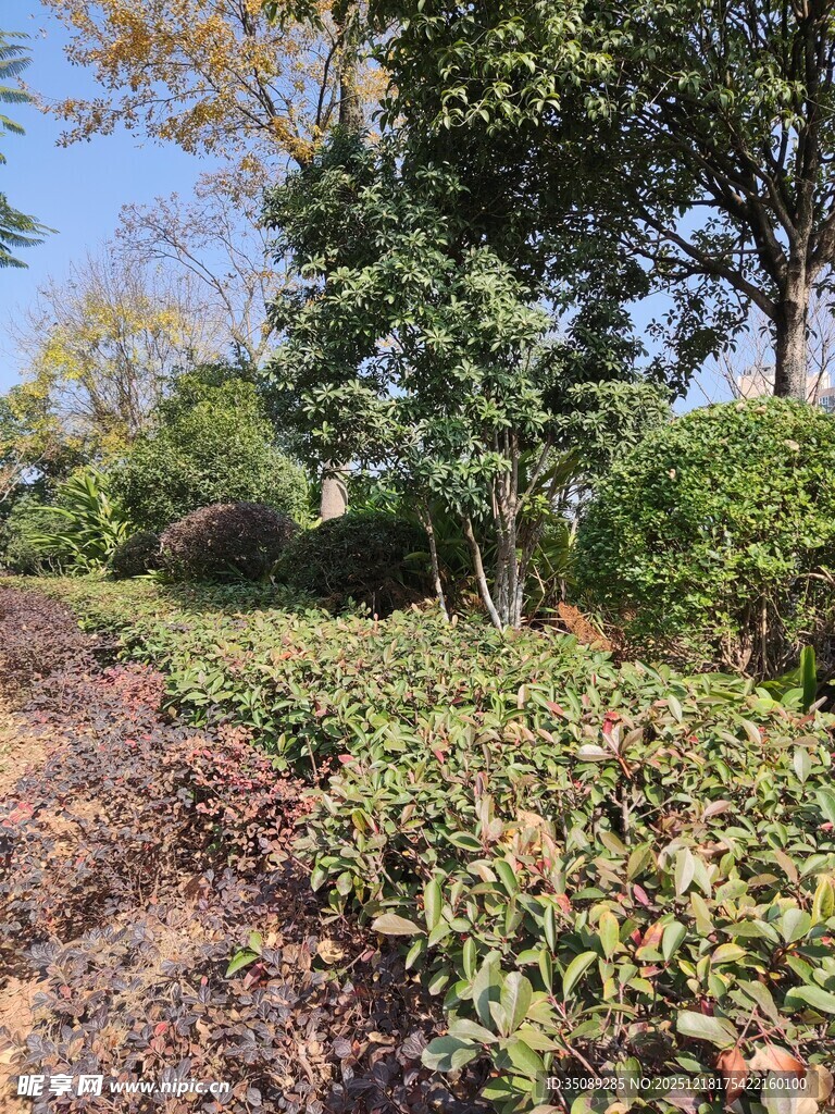 秋日园林植物景观