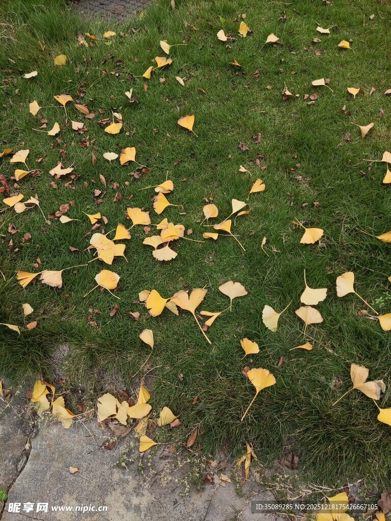 草地落满金黄银杏叶