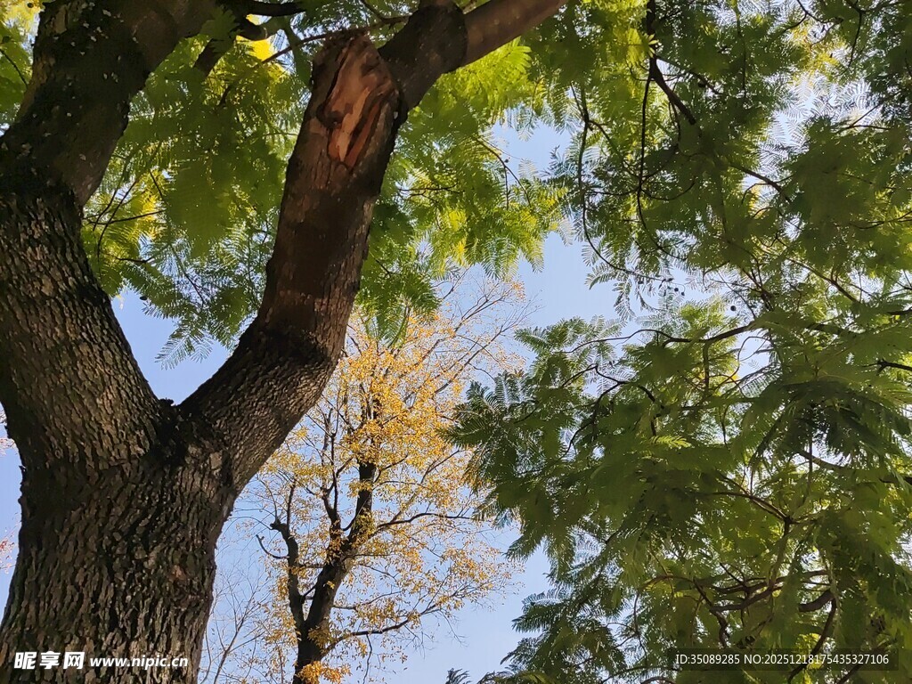 粗壮树干与繁茂枝叶