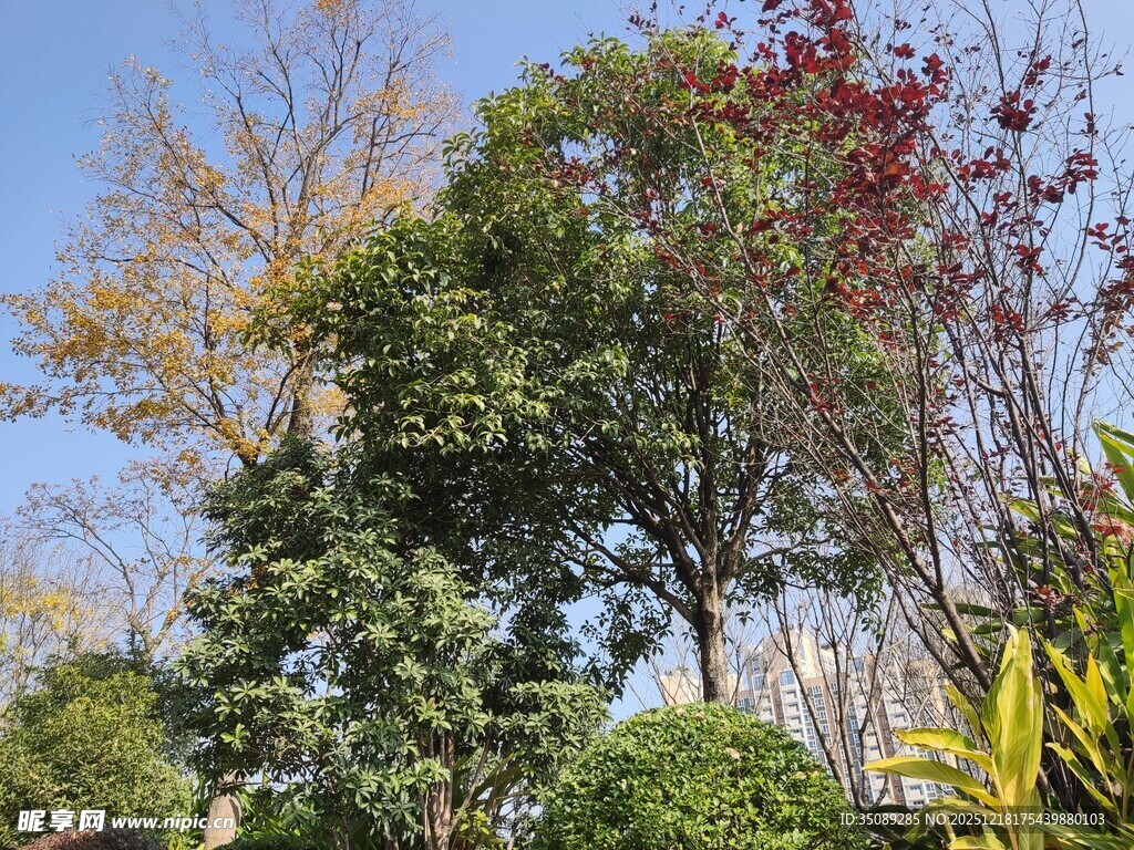 多彩树木展现自然景致