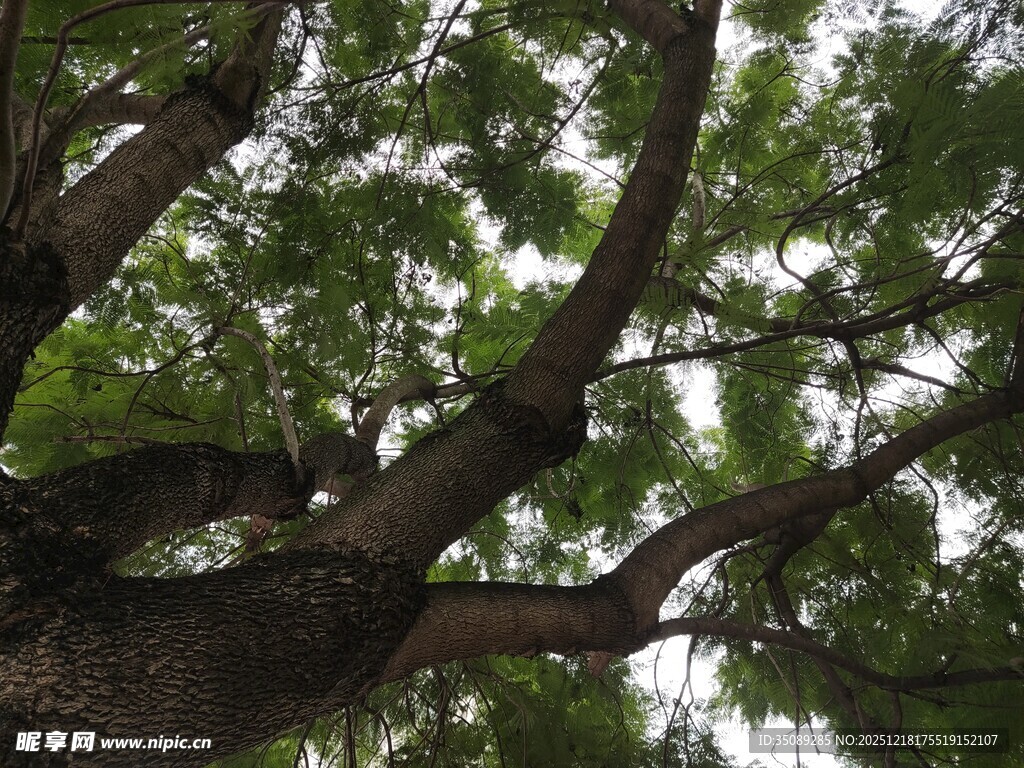 仰视繁茂大树树冠
